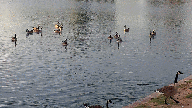 Geese Climbing From The Lake